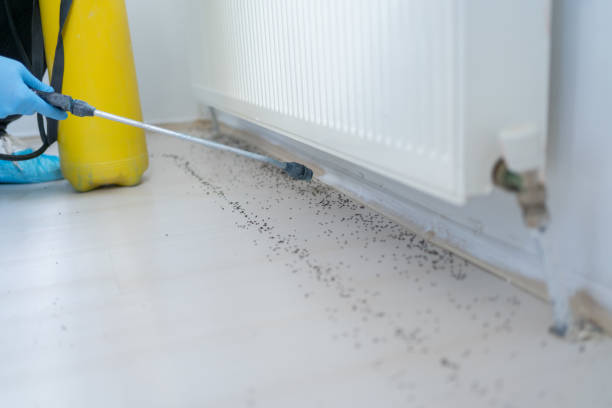 Professional Pest Control in Uniondale, NY