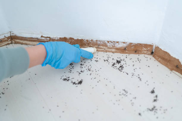 Best Wasp Removal Services  in Uniondale, NY